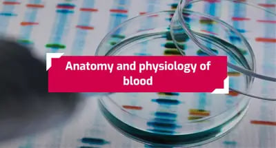 Blood Transfusions anatomy and physiology of blood