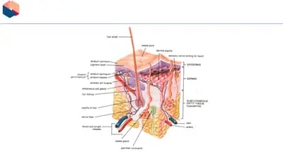 Pressure Sore Awareness The skin diagram