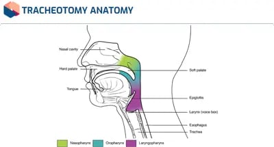 Tracheostomy Awareness Anatomy